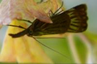 Chrysocrambus linetella