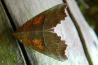 Scoliopteryx libatrix
