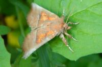 Scoliopteryx libatrix