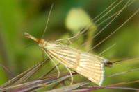 Chrysocrambus linetella