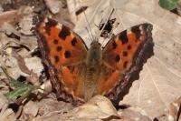 Nymphalis polychloros