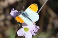 Anthocharis cardamines