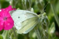 Pieris rapae
