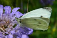 Pieris rapae