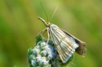 Chrysocrambus linetella
