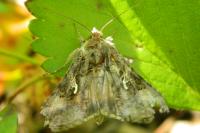 Autographa gamma