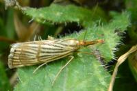 Chrysocrambus linetella