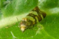 Aethes tesserana