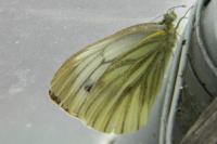 Pieris napi