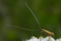 Nemophora metallica