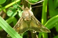 Autographa gamma