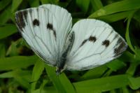 Pieris brassicae