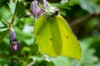 Gonepteryx rhamni