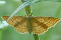 Idaea aversata