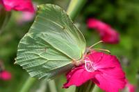 Gonepteryx rhamni