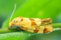 Aethes tesserana