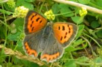 Lycaena phlaeas