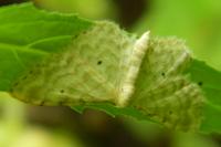Idaea fuscovenosa