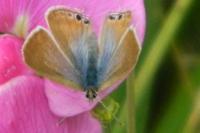 Lampides boeticus