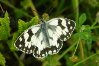 Melanargia galathea