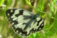Melanargia galathea