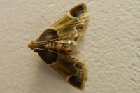 Pyralis farinalis