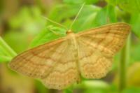 Idaea ochrata
