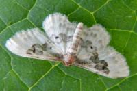 Idaea rusticata