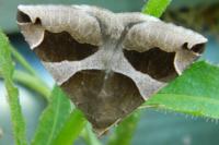Dysgonia algira