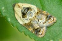 Acleris variegana
