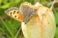 Lycaena phlaeas