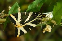 Euplagia quadripunctaria