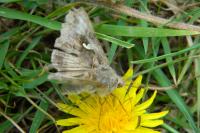 Autographa gamma