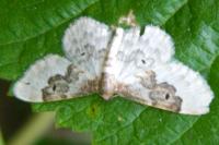 Idaea rusticata