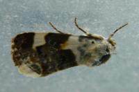 Acontia lucida