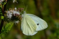 Pieris brassicae