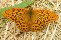 Argynnis paphia