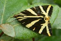 Euplagia quadripunctaria