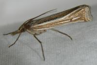 Ancylolomia tentaculella