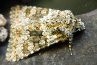 Hecatera dysodea