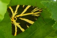 Euplagia quadripunctaria