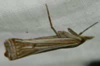 Ancylolomia tentaculella