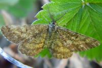 Ematurga atomaria