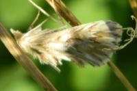Cynaeda dentalis