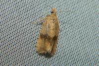 Celypha striana