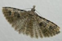 Alucita hexadactyla
