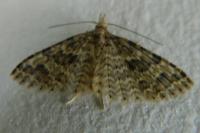 Alucita hexadactyla