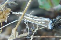 Ancylolomia tentaculella