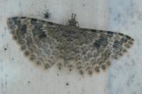 Alucita hexadactyla