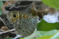 Lasiommata megera
